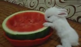 道具吃瓜兔子,揭秘神秘道具背后的奇幻之旅