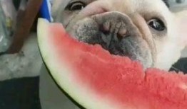 吃瓜话题这么聊