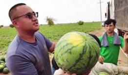 放马吃瓜,揭秘网络热词背后的趣味与思考