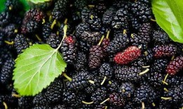 银古桑吃瓜,银古桑的瓜田奇遇记