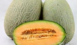 胡蜂吃哈密瓜