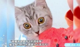 猫咪吃女孩的瓜