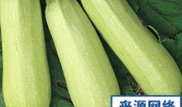 产妇吃角瓜,角瓜助力产后恢复