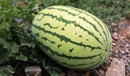 吃瓜衡阳人,一场关于地方特色的趣味之旅