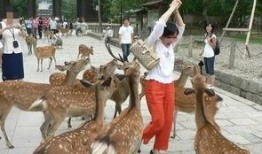 鹿鹿吃瓜观众,揭秘娱乐圈幕后故事