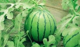 功夫小卫吃瓜,揭秘娱乐圈那些事儿