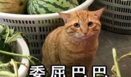 吃瓜帮帮主,揭秘娱乐圈幕后真相，带你领略明星们的真实生活