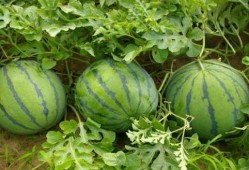 赶走所有吃瓜的人,驱逐吃瓜者的智慧之道