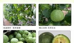 沭阳南湖吃瓜,尽享清凉夏日时光