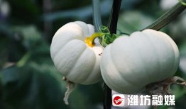 潍坊凳子吃瓜事件