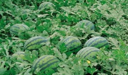 吃瓜网84ucn,带你领略网络舆论的狂欢世界