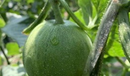 吃瓜集美,吃瓜集美们的幕后故事