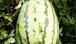 吃瓜湘潭,一场关于吃瓜的美食盛宴