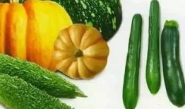 小蛇瓜怎么样吃,探索美味与营养的完美结合