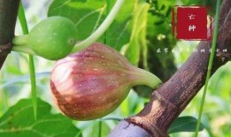 翰林吃瓜,揭秘宫廷中的闲言碎语