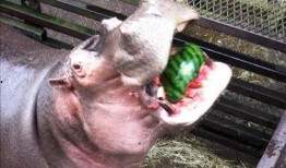 吃瓜小河马,揭秘娱乐圈幕后故事