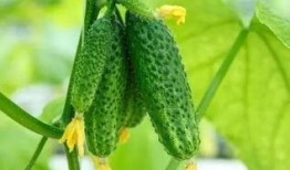 什么瓜全身可以吃,揭秘全身可食用的神奇瓜果