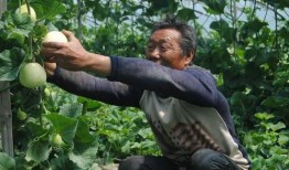 吃瓜群众济宁,揭秘当地美食与趣闻