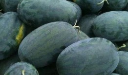 看瓜可以吃吗,看瓜也能解馋？揭秘瓜果的食用奥秘