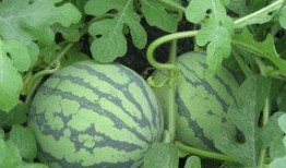 孕妇可以吃蜜露瓜吗