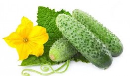 吃瓜系统沈瑶瑶,吃瓜系统背后的神秘力量