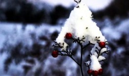 吃瓜的雪落,一场别开生面的吃瓜盛宴