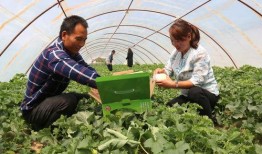 深河村吃瓜,瓜香四溢，共享丰收喜悦