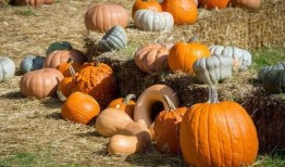 曹县吃瓜的,揭秘网络热点的背后故事