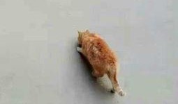 猫儿爱爬墙吃瓜,趣味生活瞬间捕捉