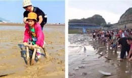 赶海吃海瓜视频,一场别开生面的海洋盛宴