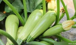 葫芦瓜都怎么吃,解锁健康美味新体验