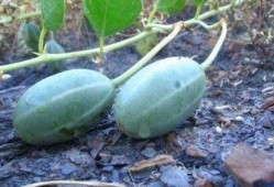 产妇可以吃老鼠瓜,产妇适宜食用的老鼠瓜