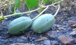 产妇可以吃老鼠瓜,产妇适宜食用的老鼠瓜