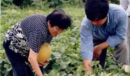 新农业吃瓜技巧,解锁吃瓜新技巧，尽享田园美味