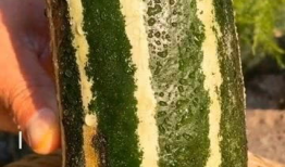 现在有什么瓜吃,揭秘明星们的幕后故事，让你一饱眼福！