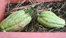 产妇可以吃老鼠瓜,产妇适宜食用的老鼠瓜