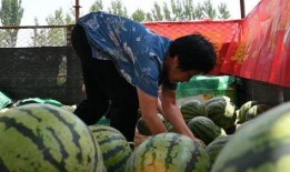 移民村直播吃瓜,一场别开生面的“吃瓜”盛宴