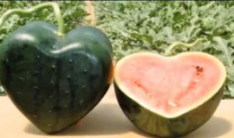 甘肃人吃瓜图片,瓜果飘香，尽享甘州美味