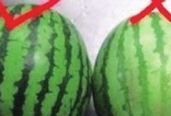 小圆瓜咋吃,解锁美味新境界