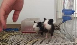 猪霸吃瓜,揭秘娱乐圈的“瓜田”风云