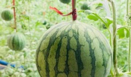 吃瓜群众9547,网络红人的崛起与影响力