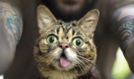 娱乐吃瓜酱大猫咪,揭秘娱乐圈背后的喵星人故事