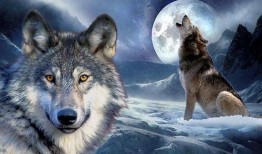 吃瓜狼yico,网络红人的崛起与影响力