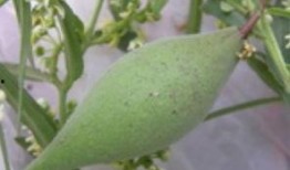 田间地头吃瓜诗句,一场别开生面的吃瓜盛宴