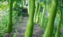 薛小婉vc吃瓜,揭秘娱乐圈幕后风云