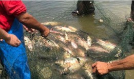 吃瓜捕鱼,趣味盎然的休闲游戏体验