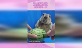 吃土瓜的土拨鼠,土拨鼠的土瓜奇遇记