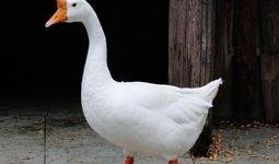 吃瓜鹅星社,揭秘娱乐圈幕后故事，带你领略明星真实生活