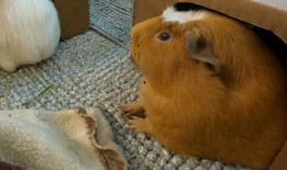 荷兰猪可以吃瓜,瓜类食材大推荐