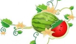 放马吃瓜,揭秘网络热词背后的趣味与思考